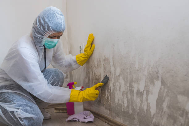 Certified Mold Removal in Brookdale, CA