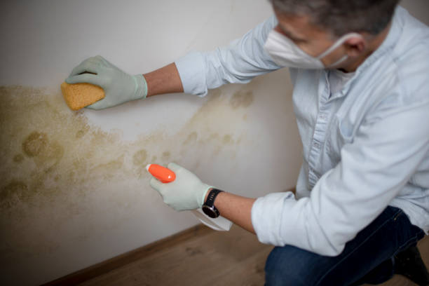 Best Mold Testing  in Brookdale, CA