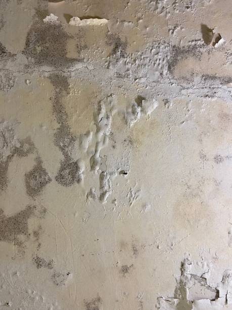 Best Fast Mold Removal  in Brookdale, CA