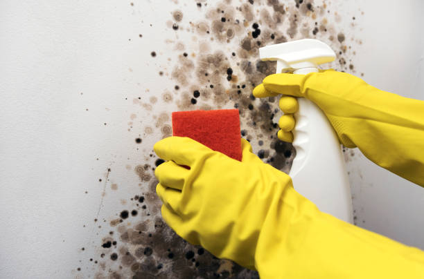 Best Mold Damage Repair  in Brookdale, CA