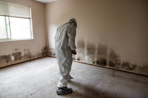 Best Mold Removal Process  in Brookdale, CA