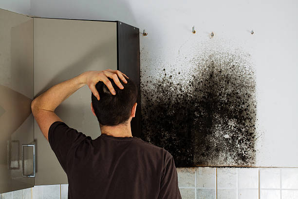 Best Mold Remediation  in Brookdale, CA
