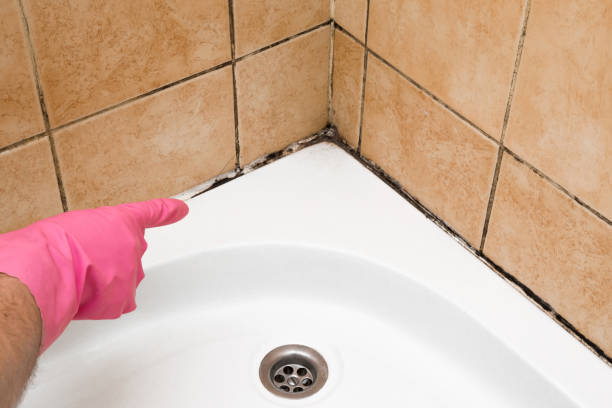 Best Office Mold Removal Services  in Brookdale, CA